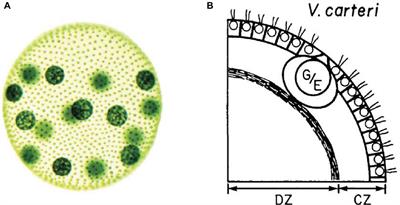 Frontiers | Understanding Multicellularity: The Functional Organization